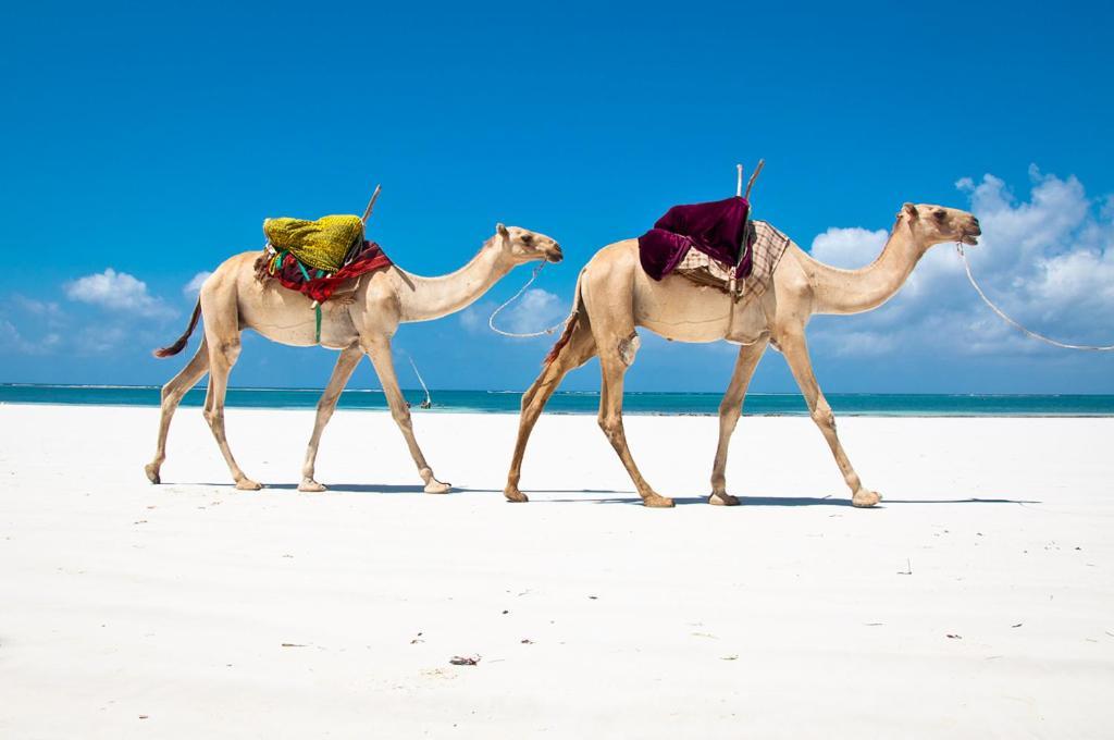 Mbili Kuwili Studio Suites Diani Beach Exteriör bild